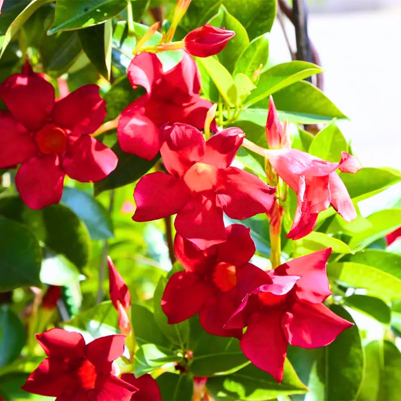 2 Red Mandevilla Live Plants, Flowering Mandevilla Plants, 5-9” Tall, Mandevilla Trellis Vines for Outdoor Garden and Containers