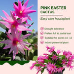 Pink Easter Cactus Plant Live, Holiday Easter Cactus Plant, 2 Inc Pot, Spring Bloom, Easy Care Houseplant, Indoor Outdoor Growing