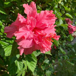 2 Double Rose Hibiscus Tree Live Plant, Hardy Hibiscus Plants Live, 4 to 7 Inches, Hibiscus Shrub Tree for Garden
