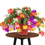 4 Mixed Christmas Cactus Plants Live Starter Size, Bloom in Winter, False Thanksgiving Cactus Plants Like, Cold Hardy, 5-9" in Tall, No Pot, Assorted Colors