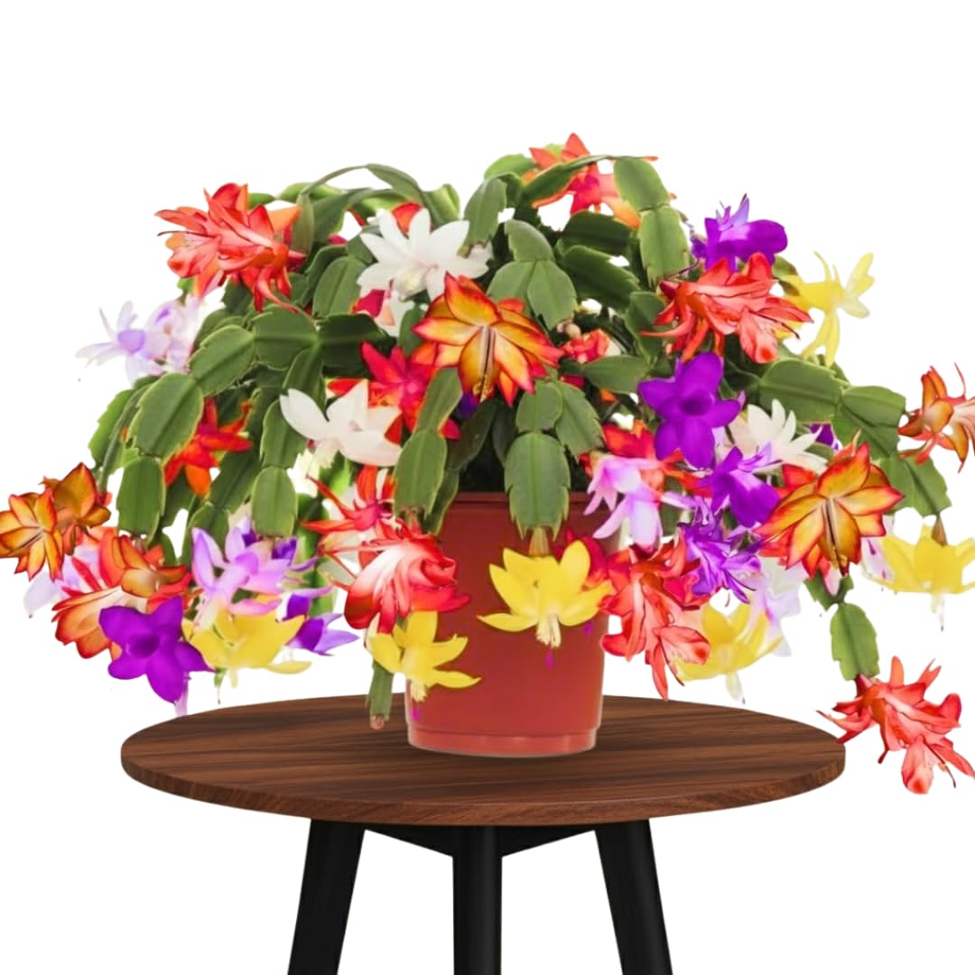 4 Mixed Christmas Cactus Plants Live Starter Size, Bloom in Winter, False Thanksgiving Cactus Plants Like, Cold Hardy, 5-9" in Tall, No Pot, Assorted Colors