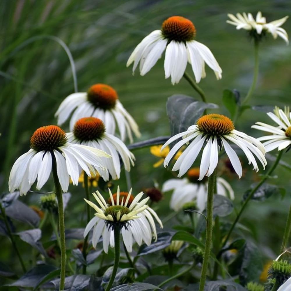 White Coneflower Plant, Echinacea Flowering Plants Live, Indoor Outdoor Planting 5 Inch Tall
