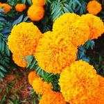 2 Marigold Plants, Orange Marigold Live Plants, Live Marigold Plants, 4 to 7 Inc Tall, Perennial Flower Planting