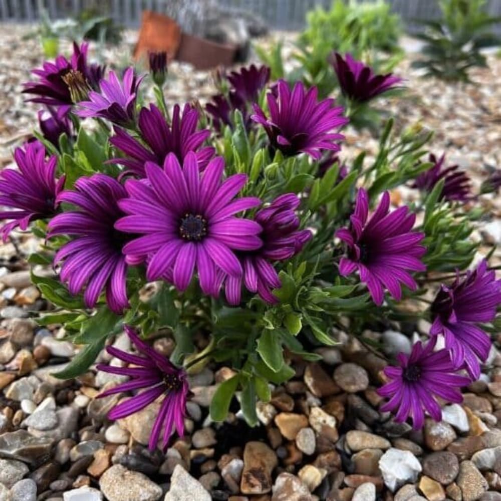 4 Osteospermum Plants, African Daisy Live Plants, 3-5 Inches, Perennial Mix Blooms, Spring to Summer Flowers (Purple)