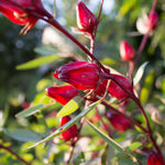 Roselle Hibiscus Plant Live, Hibiscus Sabdariffa Plant, Red Sorrel Jamaica Live Plant in 4 Inches Pot, 6-8 Inc Tall, Red Roselle Seedling for Indoor Outdoor Growing