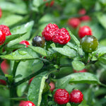 2 Red Chiltepin Pepper Chili Plants, Hot Red Plant Live, 120 Days Old Pepper for Planting