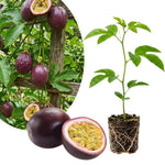 Passionfruit Plant Live 4-7 Inches Tall, Tropical Passion Fruit Vine for Garden, Patio Containers and Indoor Growing