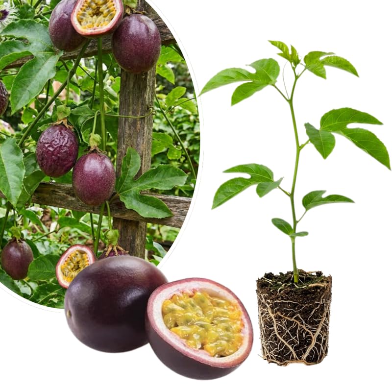 Passionfruit Plant Live 4-7 Inches Tall, Tropical Passion Fruit Vine for Garden, Patio Containers and Indoor Growing