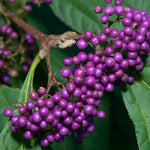 3 Purple Beautyberry Bush Shrub Plants Live, 4 to 7 Inc Tall, American Beautyberry Trees Live Plants for Growing Outdoor or Indoor
