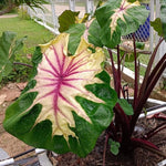 Combo 3 Pink Green Colocasia Live Plants, Elephant Ear Esculenta Taro, 5 to 8" in Tall, Alocasia Live Plant for Planting, Live Houseplant Colocasia Plant