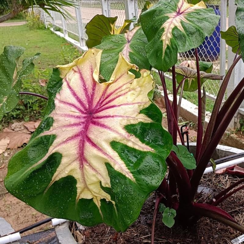 Combo 3 Pink Green Colocasia Live Plants, Elephant Ear Esculenta Taro, 5 to 8" in Tall, Alocasia Live Plant for Planting, Live Houseplant Colocasia Plant