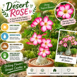 Pink Desert Rose Live Plant, Adenium Succulent, 4-6" Tall
