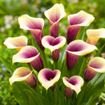 Calla Lily Bulbs for Planting, Calla Lily Bulbs, Vibrant Summer Blooming Flowers for Garden and Patio Planting (White Purple Calla Lily Bulbs (Set 3))