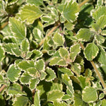 1 Plectranthus Swedish Ivy Plants Live in 3 Inch Pot, Variegated Swedish Ivy Live Plants