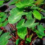 Combo 3 Red Stems Colocasia Live Plants, Elephant Ear Esculenta Taro, 5 to 8" in Tall, Alocasia Live Plant for Planting, Live Houseplant Colocasia Plant