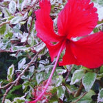 Hardy Hibiscus Plant Live, Variegated Red Hibiscus Tree Live Plant from 8 to 10 Inches Tall, Perennial Hibiscus Flower