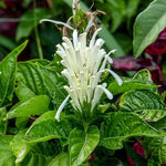 2 Shrimp Live Plants, Perennial Shrimp Plants Shrub, Justica Brandegeana Bush 4-8 Inches (White)