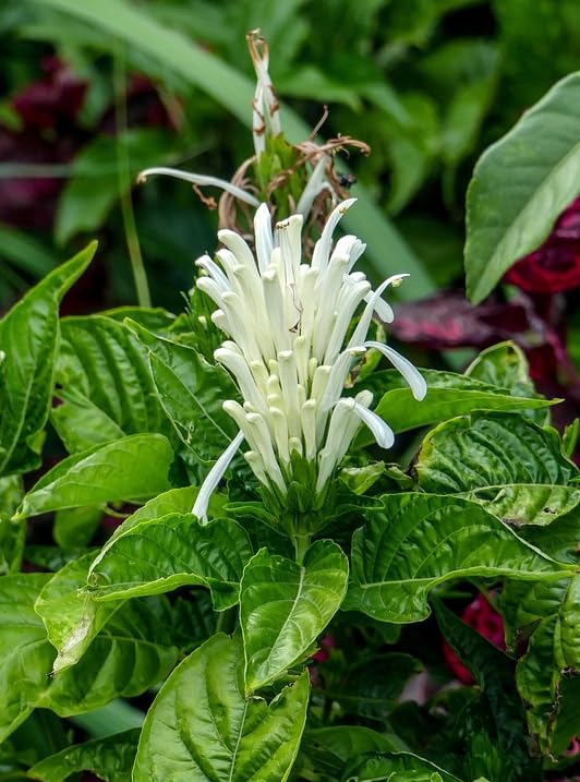 2 Shrimp Live Plants, Perennial Shrimp Plants Shrub, Justica Brandegeana Bush 4-8 Inches (White)