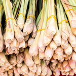 3 Lemon Grass Live Plants, Lemongrass Plants for Outside, Indoor Outdoor Herb Rooted Lemongrass Stalks