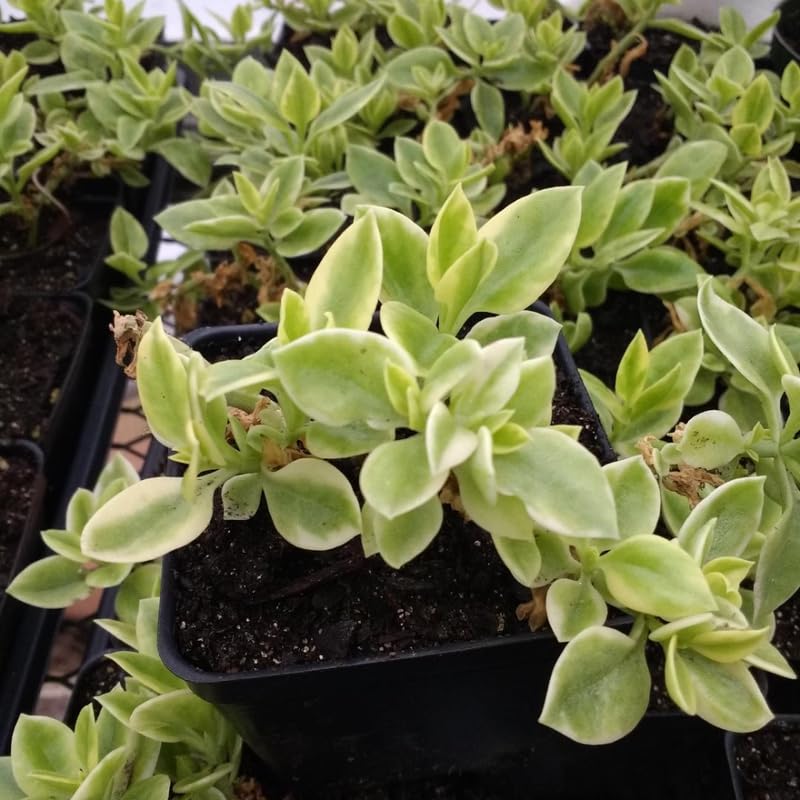 Variegated Ice Plant in 2'' Pot, Hardy Perennial Succulent Live Plant, Ground Cover Outdoor Garden 4-6 Inches