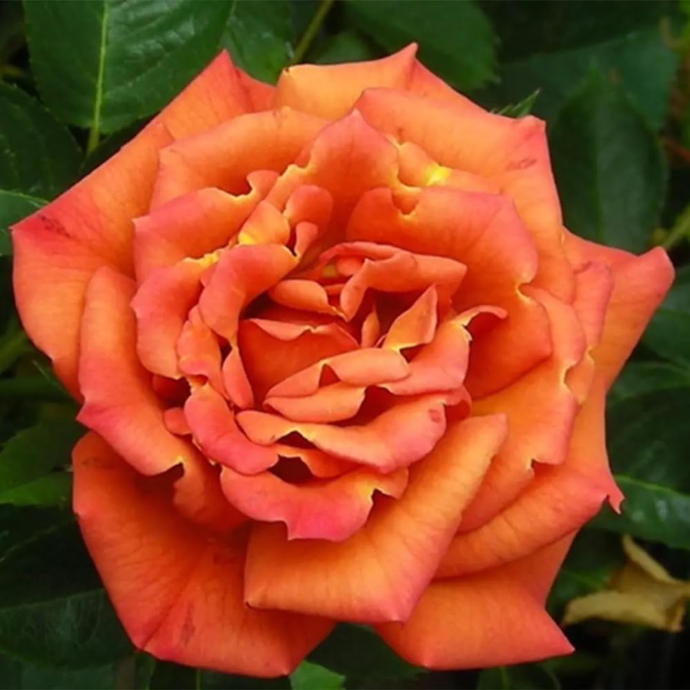 Rose Plant Live, Climbing Rose Bush Live Plant, 5-10 Inch Tall, Fragrant Rose Flowers, Rose Vine Ready to Plant Outdoor (Pumpkin Rose Plant)