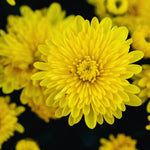 Chrysanthemum Flower Plant, Yellow Mums Plant Live for Gardening Outdoor, 5 to 7 Inc Tall Well Rooted Mum Live Plant