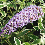 Butterfly Bush Buddleia Butterfly Plant Live, 4-9" Tall Well-Rooted for Outdoor Gardens, Perennial Shrub, No Pot