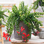 Twisted Lipstick Plant Live for Planting in 3 Inches Pot, Aeschynanthus Red Lipstick Live Plant to Grow