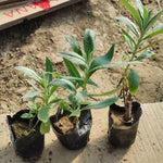 Black Butterfly Bush Buddleia Butterfly Plant Live, 4-9" Tall Well-Rooted for Outdoor Gardens, Perennial Shrub, No Pot