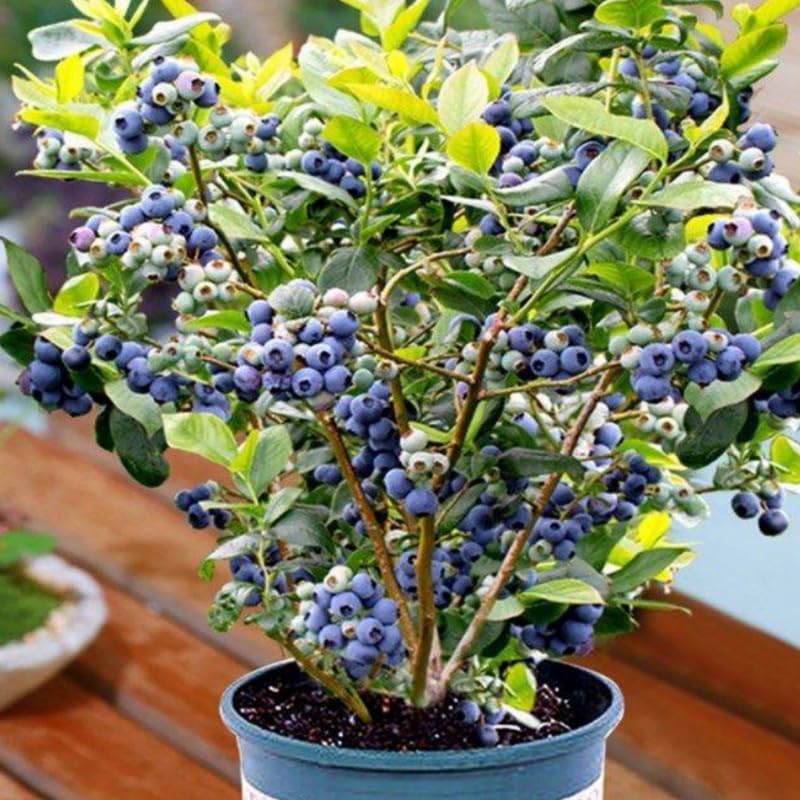 2 Southern Highbush Blueberry Plants Live for Outdoor Growing, Random Blueberry Trees Live Plants, Blueberries Bushes, Hardy and High Yield Seedlings, Starter 4 to 7", No Pot