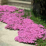 2 Pink Creeping Phlox Plants Live Plugs, 2-4" Tall, Hardy Creeping Phlox Ground Cover Ready to Grow