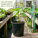 Hot Pepper Plant, Pepper Plant Live for Planting, 4 Inc Pot, 4-6 Inc Pot, Chili Pepper Plant, High Yield Pepper Seedling for Home and Garden Growing, 2 Plants in Pot