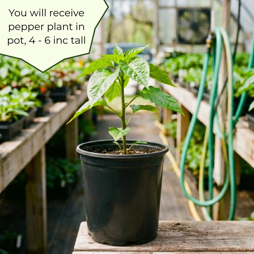 Hot Pepper Plant, Pepper Plant Live for Planting, 4 Inc Pot, 4-6 Inc Pot, Chili Pepper Plant, High Yield Pepper Seedling for Home and Garden Growing, 2 Plants in Pot