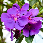 Set 2 Tibouchina Plants Live, Purple Blooms Flower, Tibouchina Flower Shrub for Planting 4-8 Inch Tall