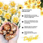 Pack 20 Mixed Daffodil Bulbs, Double Daffodils Flower Bulbs, Perennial Flowers for Garden or Containers