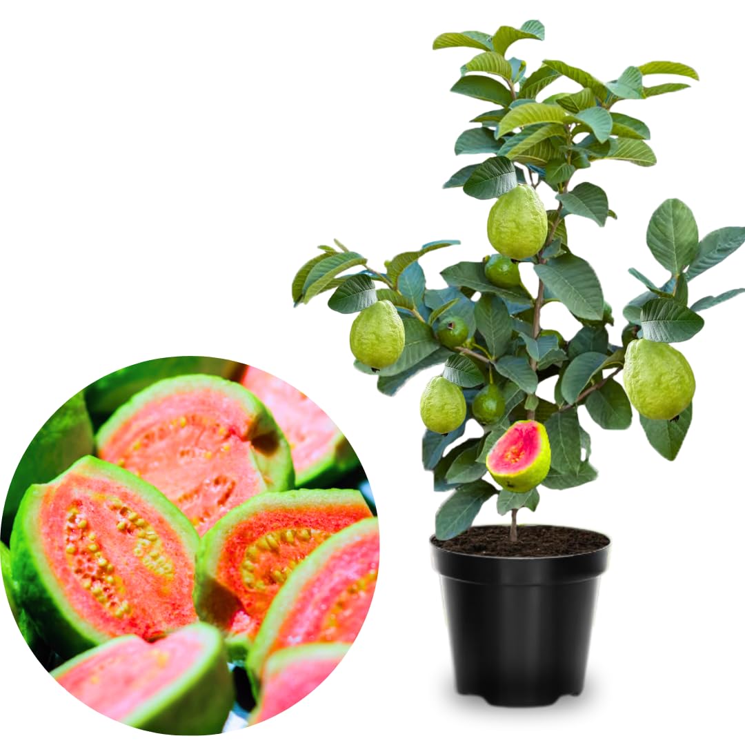 Big Sweet Guava Tree Live Plant, 1.5-2 Feet Tall Well Rooted, Ready to Bear Fruit Within 1-2 Years
