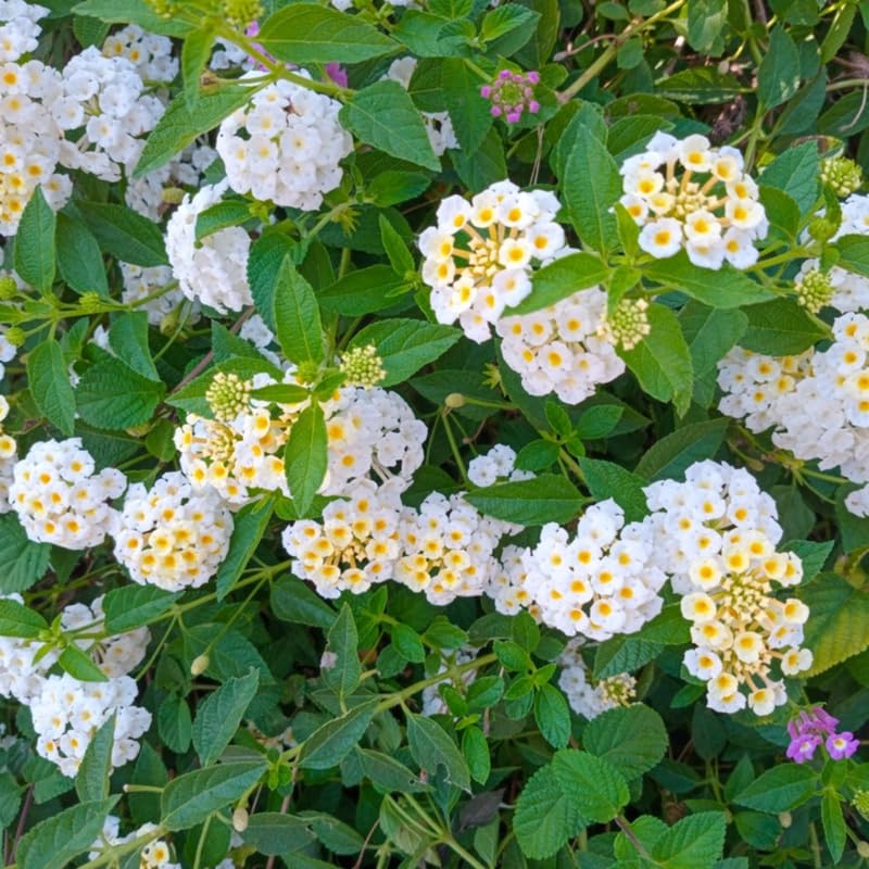 Set 2 Traling Lantana Plants Live, Perennial Lantana Flowering Plants 4-8 Inches, Bright Flowers Outdoor