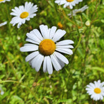 Set 2 of Daisy Plants Live, Yellow White Daisy Live Plant from 4 Inc Tall, Flower Garden Planting
