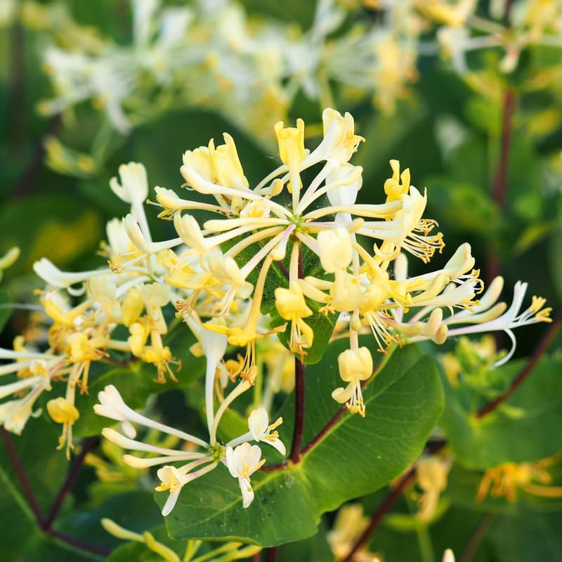 Pack 6 Cuttings White Yellow Honeysuckle Plant, 8-10" Unrooted Cutting, Flower Honeysuckle Vine Plant Cutting for Planting Outdoor Garden