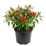 Pepper Plant Live, Hot Pepper Starter Plant, Edible Chili Pepper Seedling for Patio Containers and Backyard Gardens, 4 to 7 Inches Tall, 2 Plants in Pot