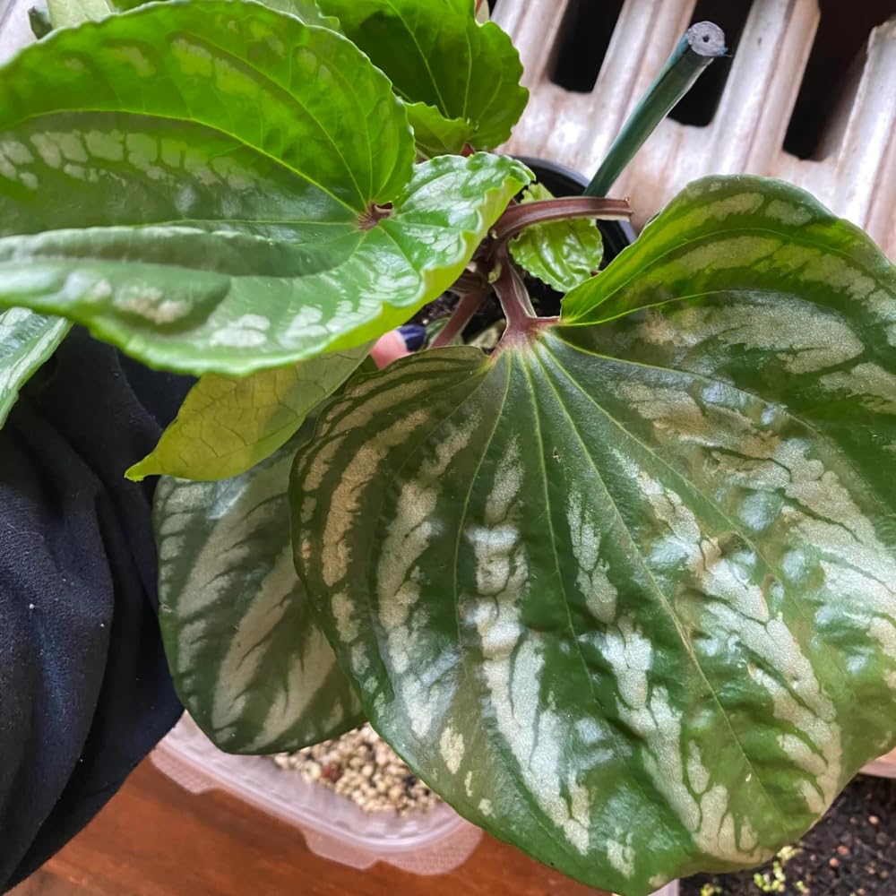 Peperomia Watermelon Live Plant, Peperomia Live Indoor Plant, Dark Green Ripple Leaf, 5-7 Inches Tall for Growing
