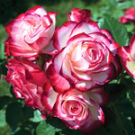 Rose Bush Live Plant, Hybrid Tea Rose Plant Live, 5-9 Inch Tall, Fragrant Flowers Tree, Well-Rooted 1 Year Old, No Pot (Cherry Rose)
