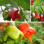 2 Plants Aji Dulce Pepper Live Plants Per Pot, 100 Days Old Pepper Plant Well Rooted Seedlings, Hot Peppers for Year Round Harvesting