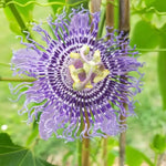 Passion Flower Plant Live, 5 to 8 Inch Tall Passiflora Vine, Fragrant Climbing Plant for Garden or Trellis, No Pot, Well-Rooted (Light Purple Passion Flower)