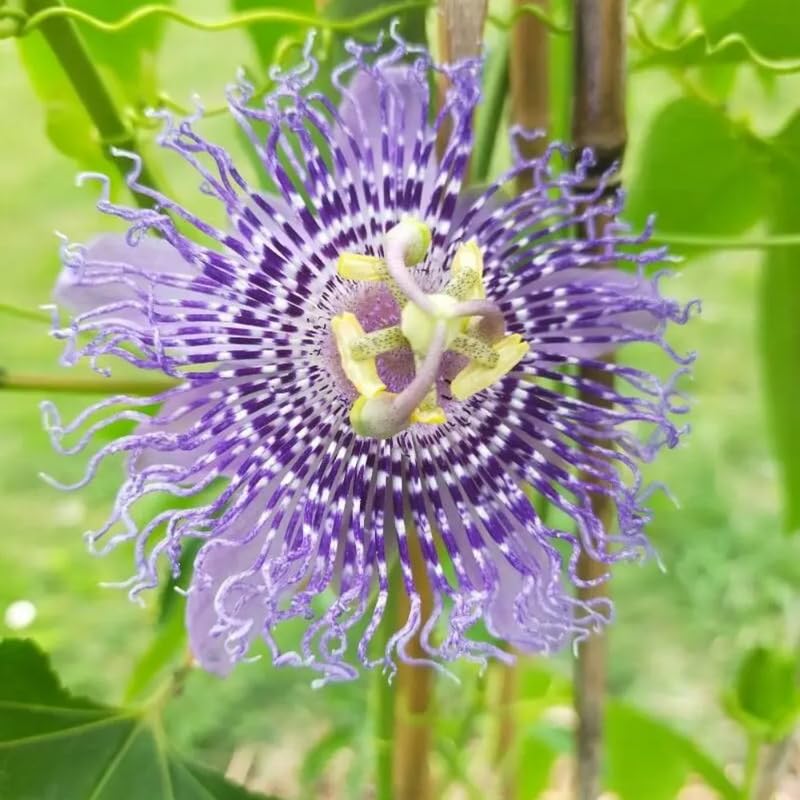 Passion Flower Plant Live, 5 to 8 Inch Tall Passiflora Vine, Fragrant Climbing Plant for Garden or Trellis, No Pot, Well-Rooted (Light Purple Passion Flower)