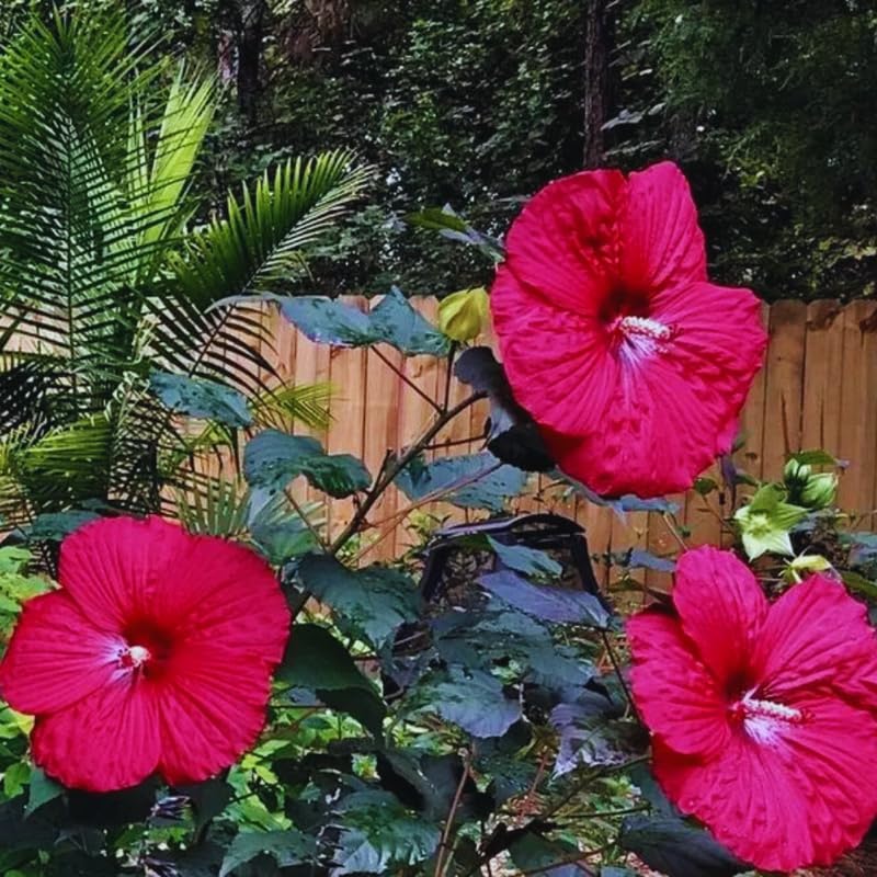 Averar Hardy Hibiscus Plants Live, Tropical Hibiscus Plant, Hibiscus Tree Live Plant, Perennial Flower Bush, 4 Inch Pot, Red Luna Hardy Hibiscus