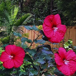 Hibiscus Plants Live, Hardy Hibiscus Plants Live, Easy to Plant, Hibiscus Tree Live Plant, Perennial Flower Tree, Red Hardy Hibiscus