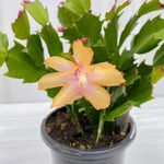 2 Yellow Christmas Cactus Live Plants, Easy Care Houseplant, 4-7'' Tall