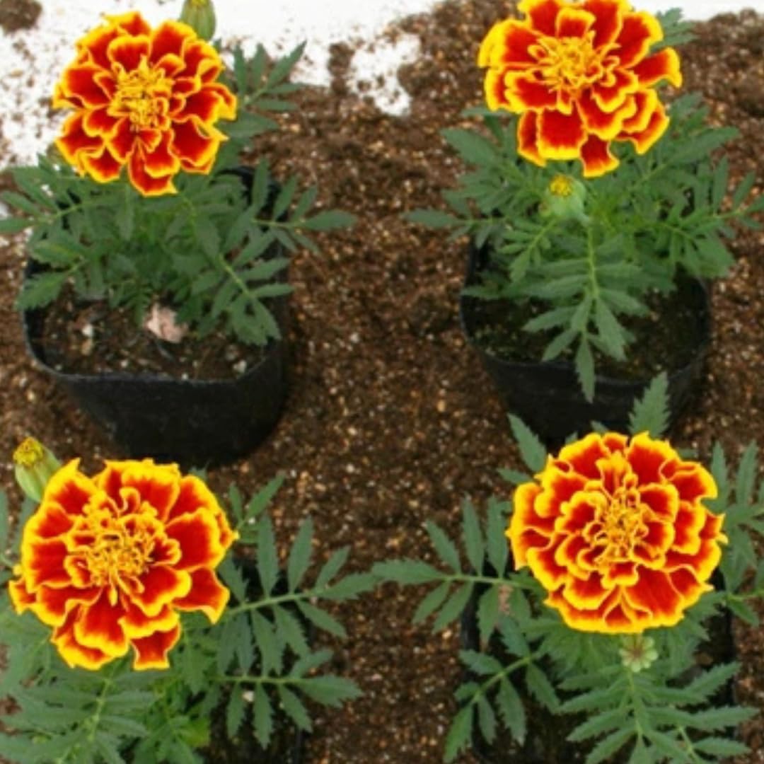 2 Mix Marigold Plants Live, Starter Plants, Marigold Flowers Live Plants, No Potted