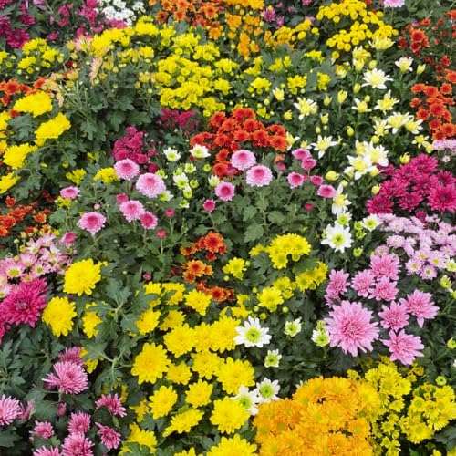 Mix Chrysanthemum Plant, Set 2 Mix Mums Plants Live, Hardy Perennial Mum Live Plant, 3 to 6 Inch Tall Garden Mum Starter Plants for Garden Beds, Containers, Vibrant Fall Blooms, No Pot